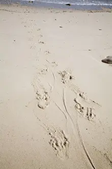 Footprints Prints: Estuarine / Saltwater Crocodile tracks - On Bigge Island
