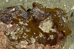 Estuarine Stonefish - Indonesia