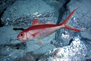 Aquatic Gallery: Etelis coruscans, Deepwater longtail red snapper