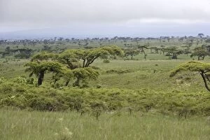 Images Dated 9th August 2006: Ethiopia - Acacia trees & grasslands. region of Yabelo Southern Ethiopia