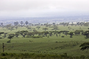 Images Dated 9th August 2006: Ethiopia - Acacias and Savane trees in the region of Yabelo. Southern Ethiopia