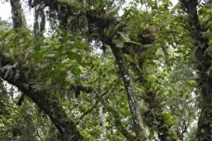 Ethiopia Prints: Ethiopia - epiphytic fern plants tropical forest south of Awassa. Southern Ethiopia