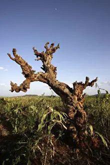 Ethiopia - Konso area with Sorghum plant