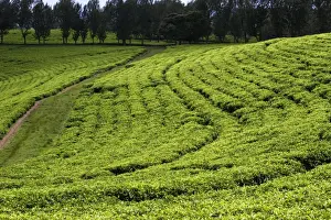 Ethiopia Prints: Ethiopia - plantation. Landscapes in the south of Awassa Ethiopia
