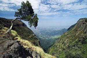 Ethiopia - Simien Mountain showing tree shape affected by mountain habitat and wind
