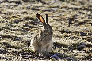 Hare Prints: Ethiopian Hare. Bale Mountains - Ethiopia - Africa Lepus fagani