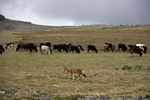 Human Encroachment Prints: Ethiopian Wolf / Abyssinian Wolf / Simien Jackal / Simien fox - with cows in background - is a problem cows coming into
