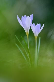 Images Dated 13th February 2011: Etruscan Crocus