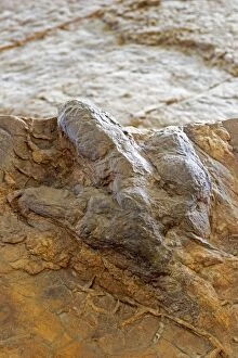 Eubrontes tracks from Dilophosaurus like dinosaur (the silic