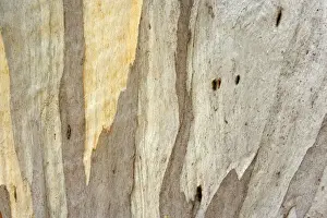 Gums Prints: Eucalypt bark - detail of the smooth and glossy bark of an eucalypt tree - Tasmania