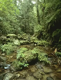 New South Wales Prints: Eucalypt forest Kangaroo Valley, New South Wales, Australia JPF32110