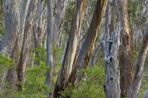 Eucalypt Forest - view into a lightly wooded coastal eucalypt forest with Manna Gum trees, the habitat of the Koala