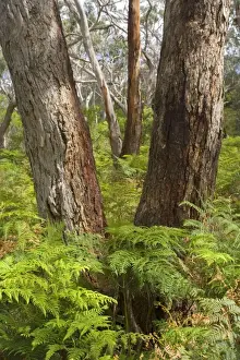Gums Prints: Eucalypt Forest - view into a lightly wooded coastal eucalypt forest with Manna Gum trees