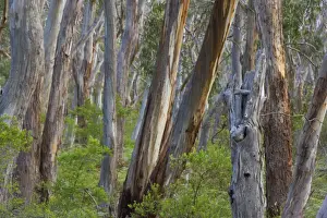 Gums Prints: Eucalypt Forest - view into a lightly wooded coastal eucalypt forest with Manna Gum trees