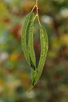 Eucalypt Prints: Eucalypt leaves - covered in dew, Australia JPF32140