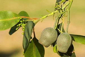 Images Dated 25th November 2008: Eucalypt nuts - gumnuts - Victoria, Australia