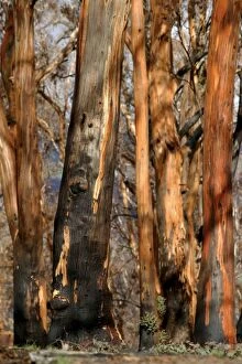 Detail of Eucalypt trunks.after bushfire with some