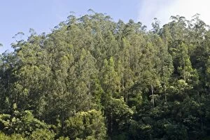 Eucalyptus - Eucalyptus forest