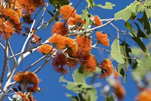 Gums Prints: Eucalyptus flowers A Woollybutt tree at Galvan's Gorge; Gibb River Road