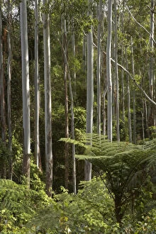 Eucalyptus Trees, Colling Road, near Boorganna