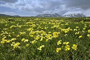 Eugenia Violet - in full bloom on Campo Imperatore plateau