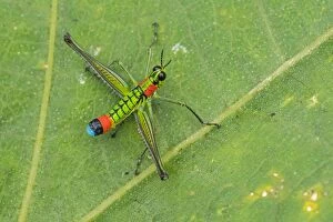 Images Dated 18th December 2016: Eumastacidae, grasshopper, Las Tangaras Bird Reserve