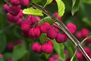 Euonymous phellomanus - fruits of large deciduous shrub, September E. Sussex garden