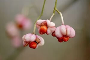Images Dated 18th February 2008: Euonymus europaeus - In early autumn the fruits split to reveal orange seeds