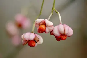 Shrubs Prints: Euonymus europaeus - In early autumn the fruits split to reveal orange seeds