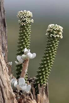 Euphorbia - in flower growing in a tree stump Mugie