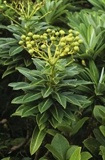 Euphorbia - leaves and fruit