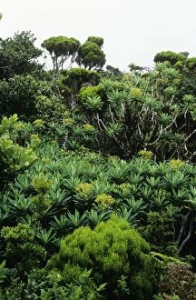 Euphorbia - amongst other vegetation