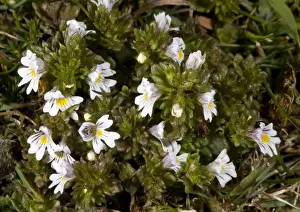 Eyebright Prints: Euphrasia tetraquetra
