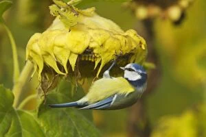 Images Dated 24th September 2012: Eurasian Blue Tit feeding on sunflower seeds