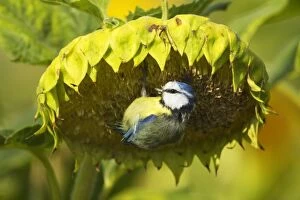 Annuus Gallery: Eurasian Blue Tit feeding on sunflower seeds