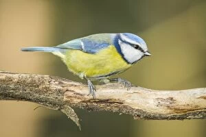 Caeruleus Gallery: Eurasian Blue Tit perched on branch