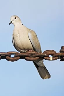 Images Dated 27th February 2007: Eurasian Collared-Dove