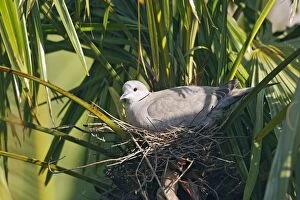 Images Dated 12th April 2008: Eurasian Collared Dove - on nest