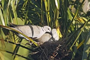 Eurasian Collared Dove - pair at nest