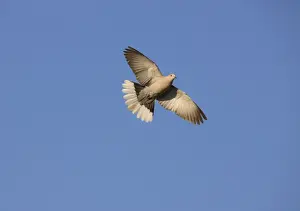 Rhodes Prints: Eurasian Collared Dove Rhodes Greece May