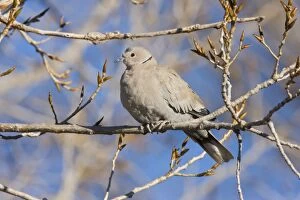 Eurasian Collared-Dove - in winter