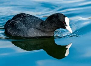 Eurasian / Common Coot in the water with reflection