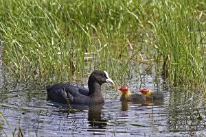 Images Dated 19th July 2012: Eurasian Coot