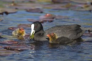 Eurasian Coot - adult with newly hatched chicks on Hamilton Lake