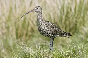 Curlews Prints: Eurasian Curlew - adult - Scotland