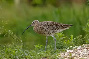 Curlews Prints: Eurasian Curlew. Pensthorpe - Norfolk - UK