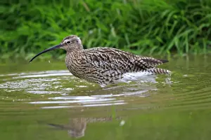 Eurasian Curlew. Pensthorpe - Norfolk - UK