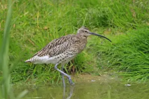 Eurasian Curlew. Pensthorpe - Norfolk - UK