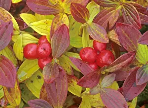Eurasian Dwarf Cornel with berries and colourful autumn foliage Hardangervidda National Park, Norway