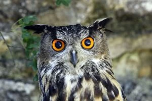 Images Dated 8th July 2006: Eurasian Eagle Owl